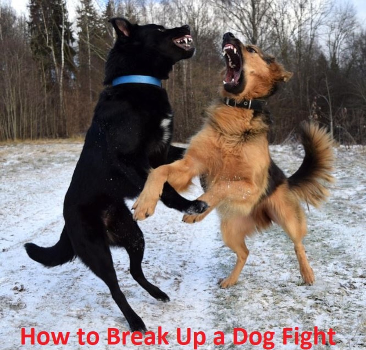 what is a safe way to break up a dog fight