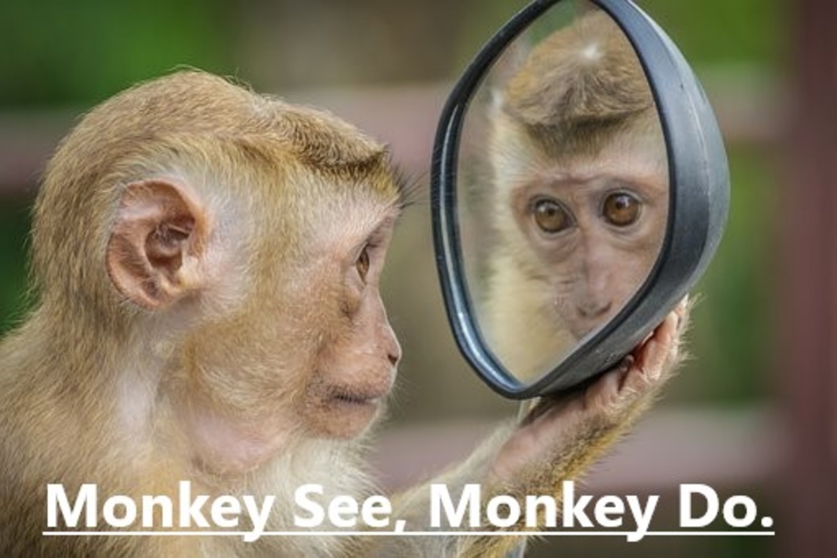 monkey-idioms