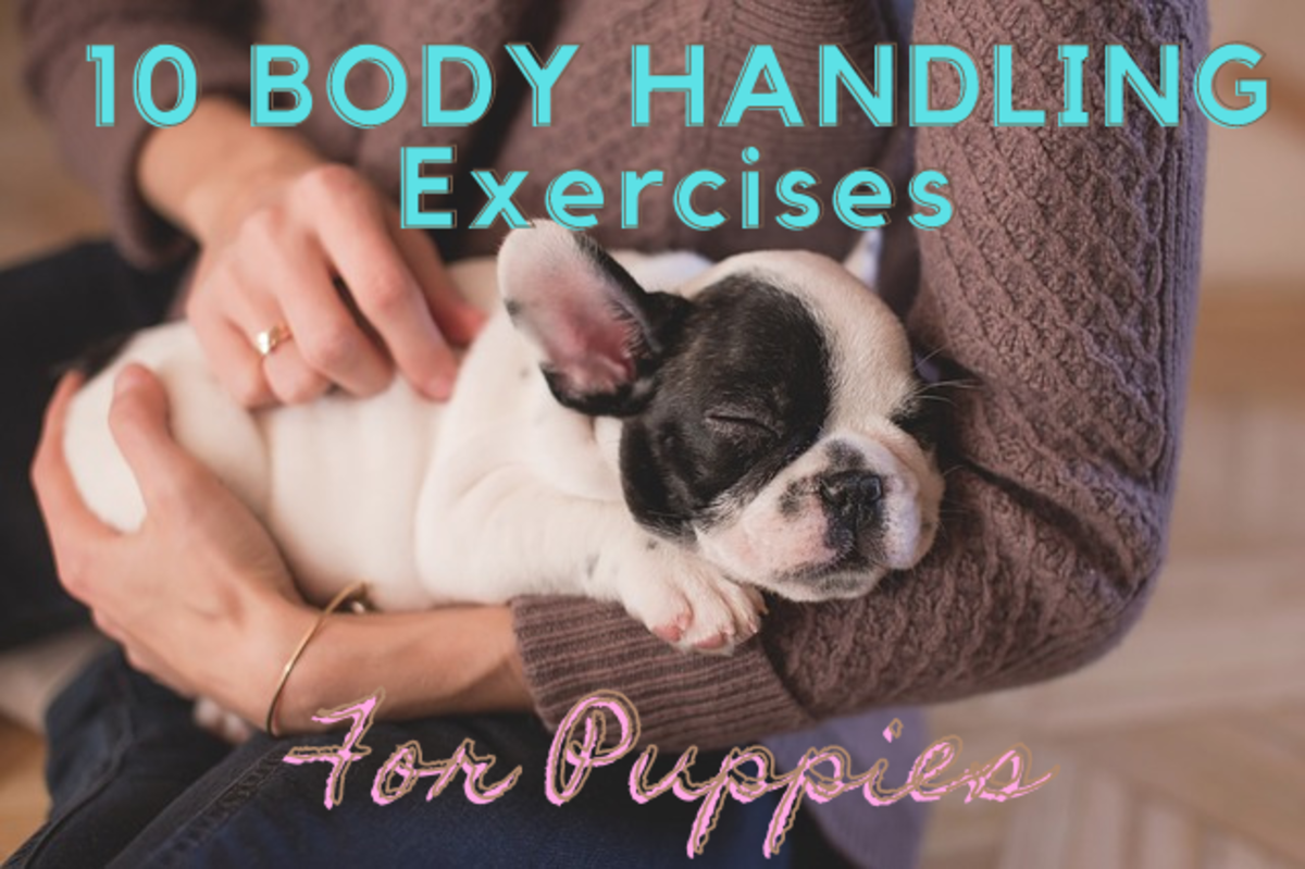 Teaching Puppies to Tolerate Touch: 9 Body-Handling Exercises