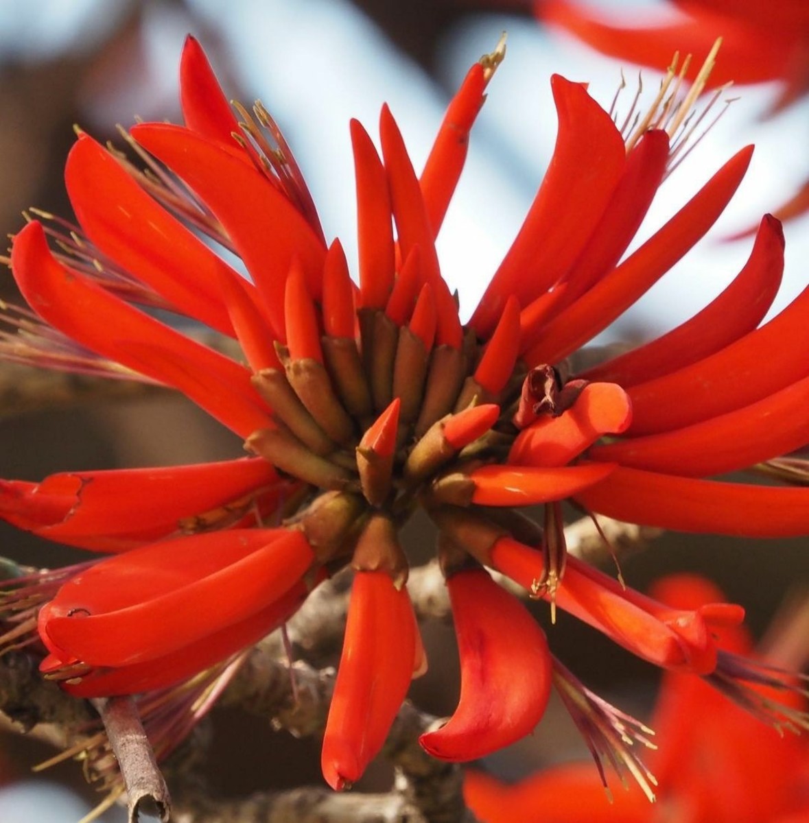 How Does the Delonix Regia or Royal Poinciana Tree Represent Cultural Significance?