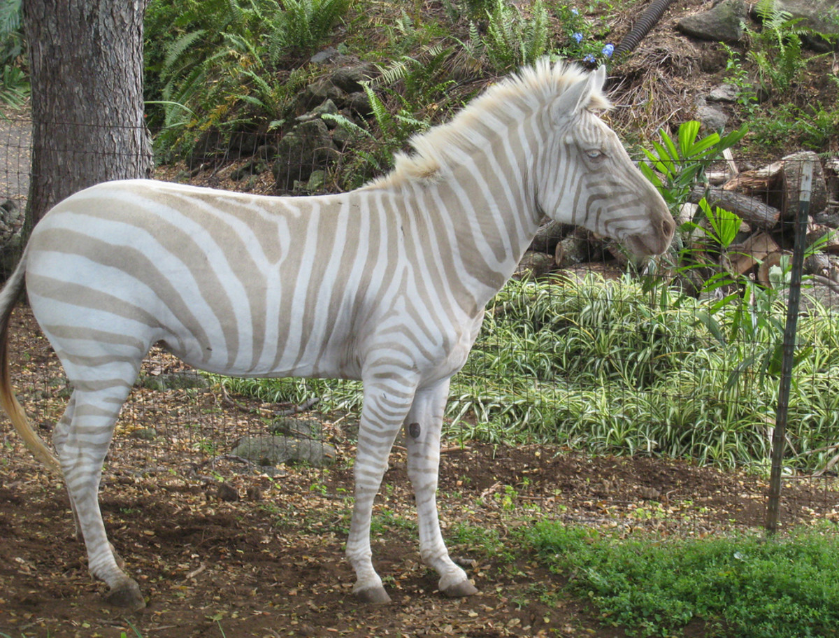 Reduced melanin levels caused the zebra pictured here to have a unique appearance. 