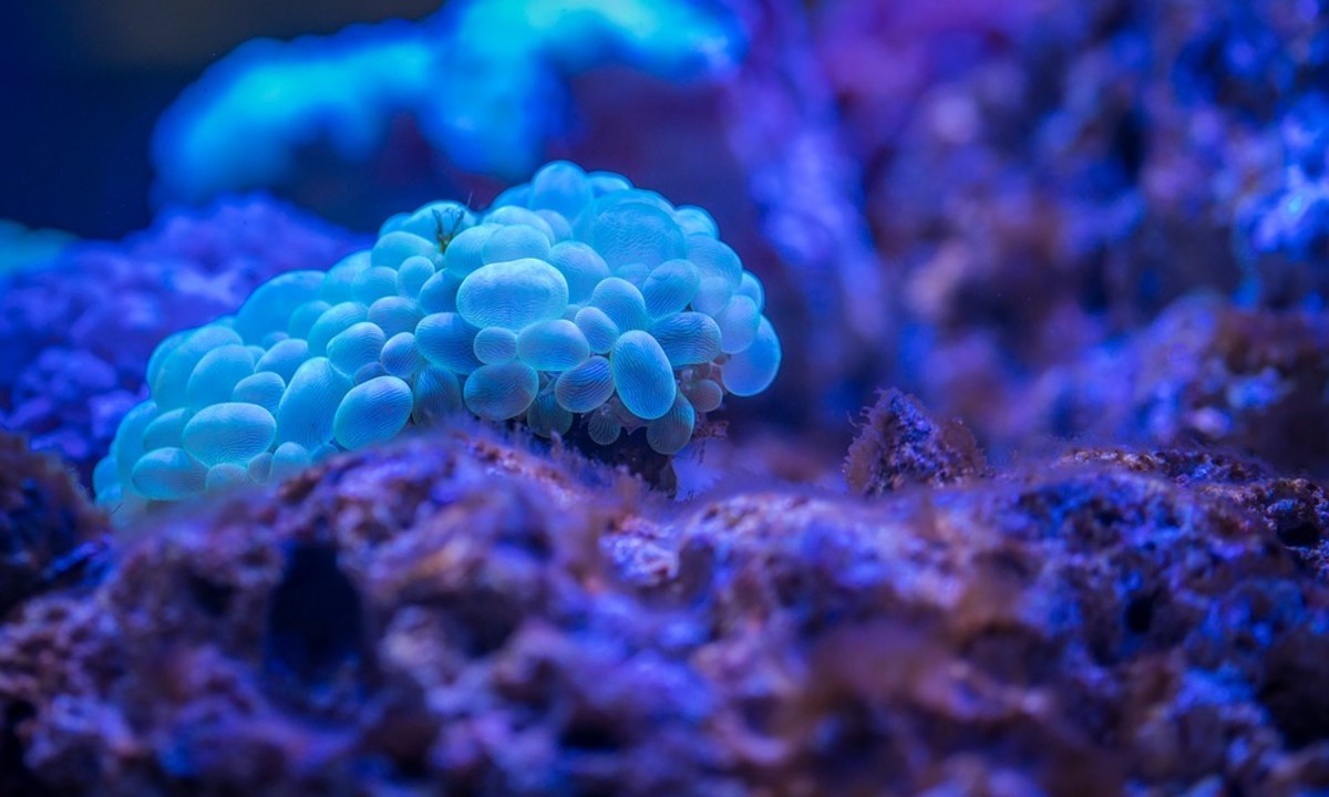 Coral polyps (seen here in light blue).