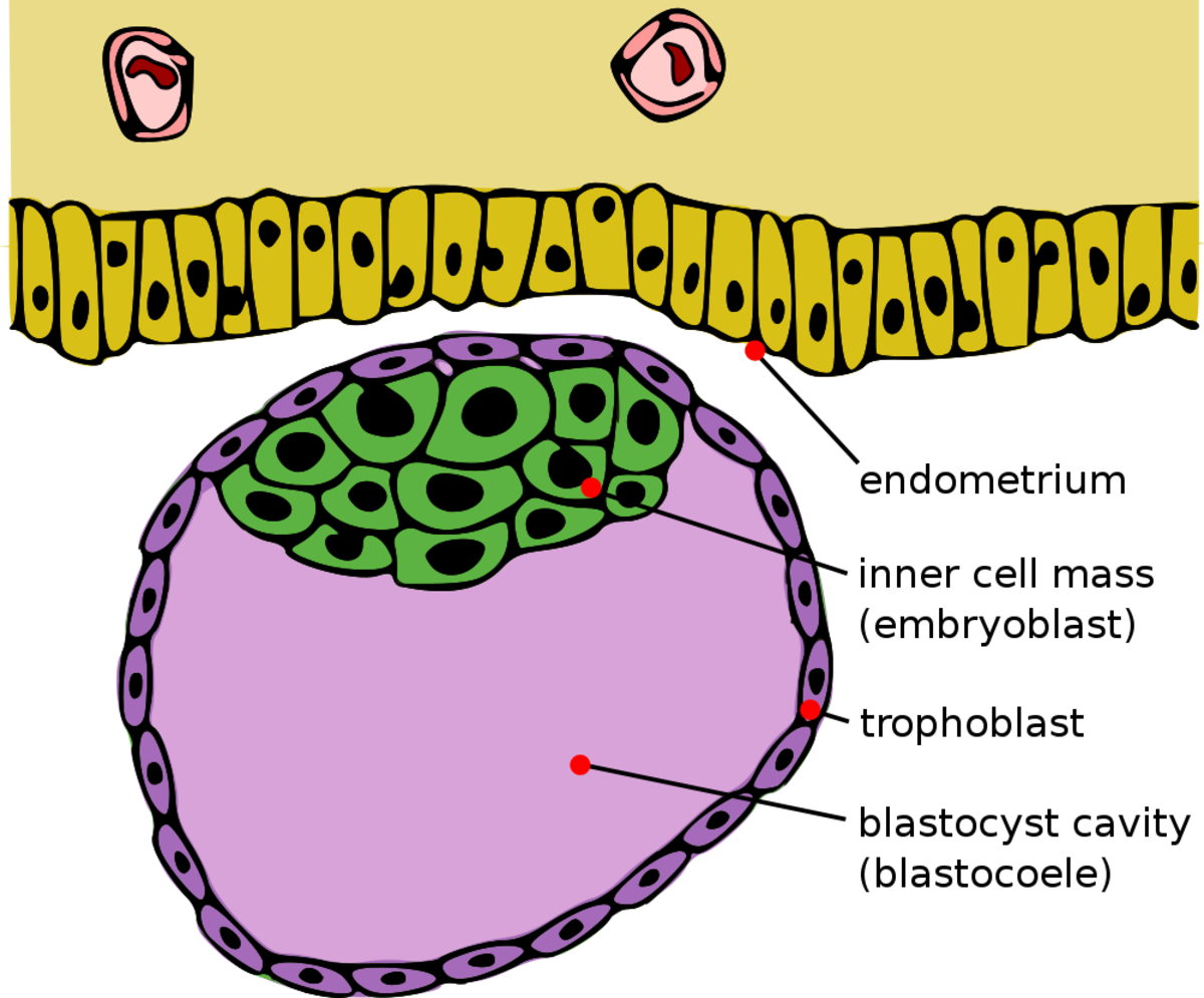 The blastocyst is fully developed by day five after conception. The cells of the inner cell mass are pluripotent.