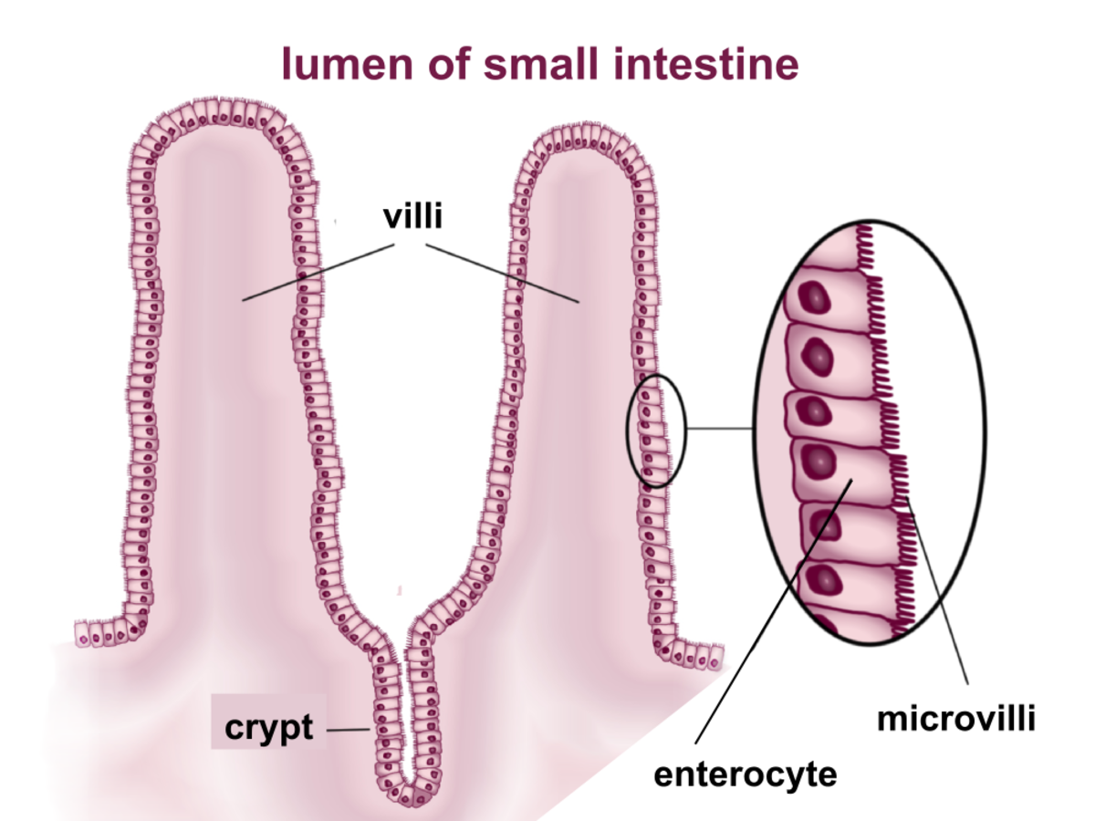 A simplified section of the lining or epithelium of the small intestine