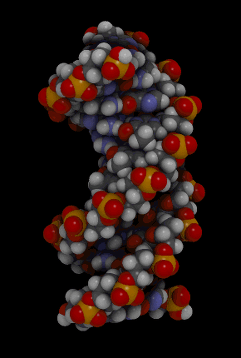 Space-filling model animation of B-DNA
