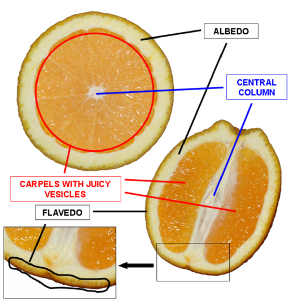 Facts About Oranges Description Varieties And Uses Hubpages