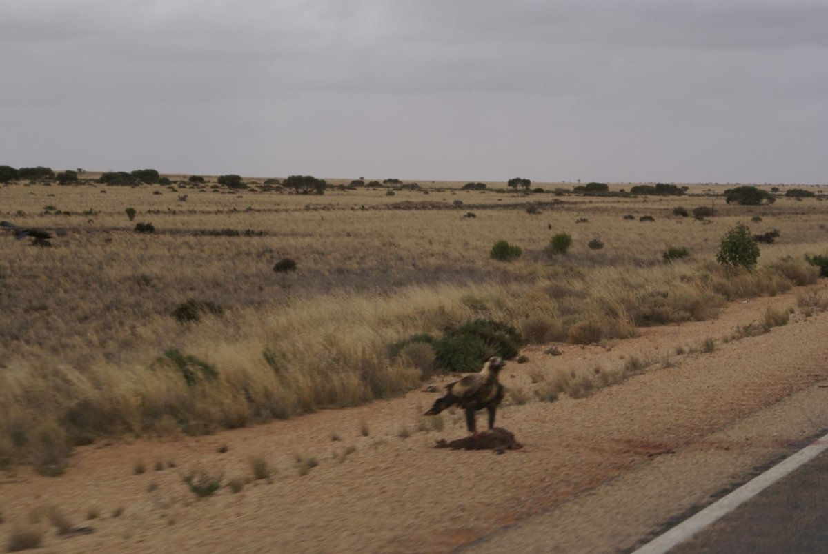 how-the-road-trip-across-the-nullabor-plains-has-changed-over-years