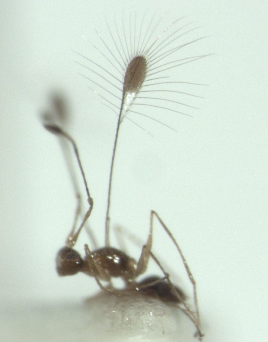A false fairy fly under a microscope.