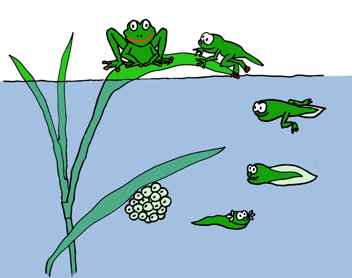 Illustration showing the life stages of a frog from spawn (eggs) to adult