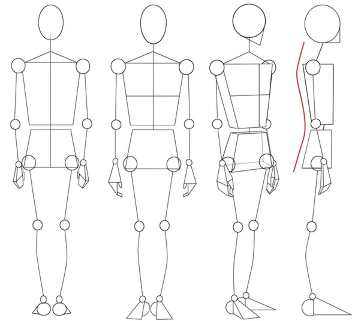 Human anatomy drawn using basic shapes