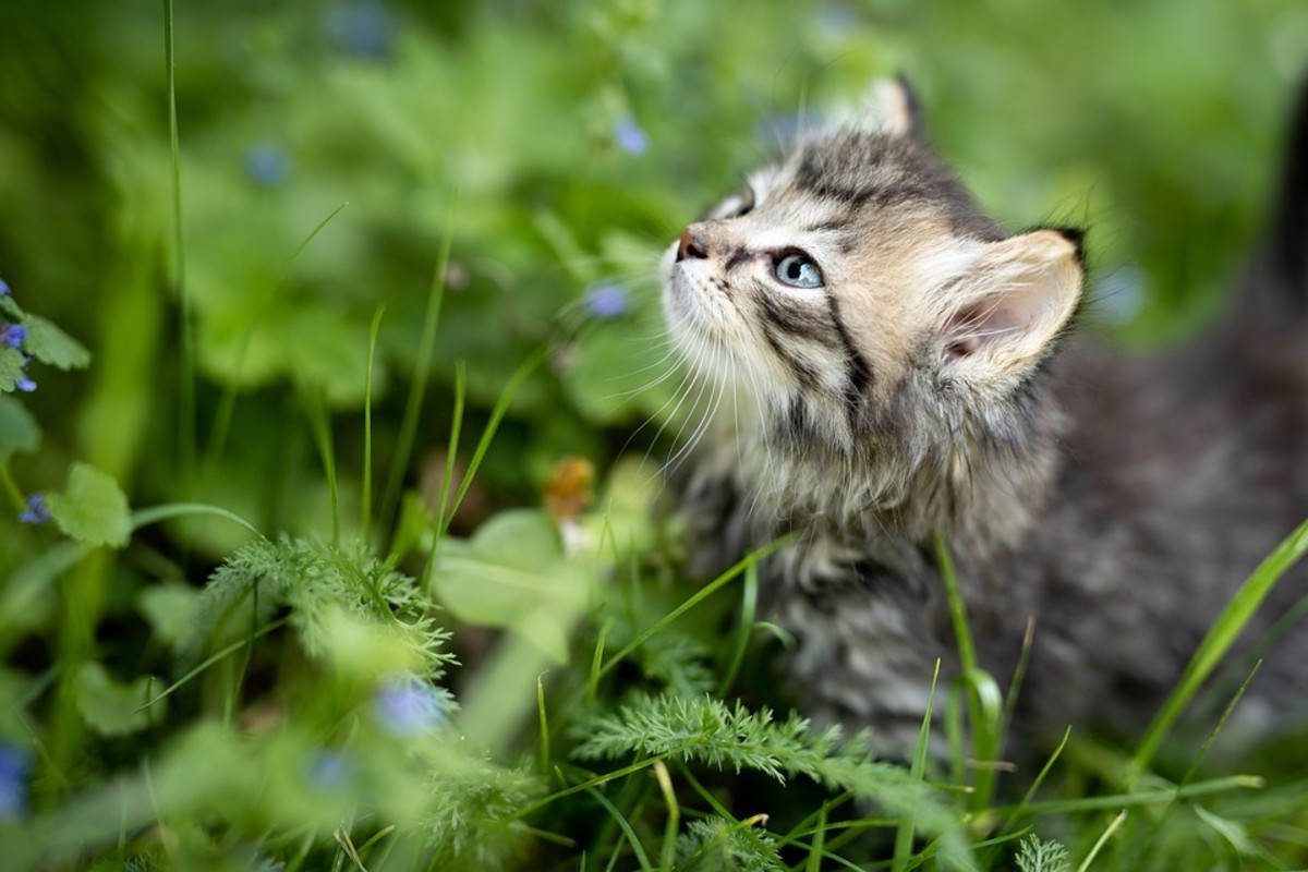 How to Care for Stray Kittens: A Guide to Raising Feral Kittens