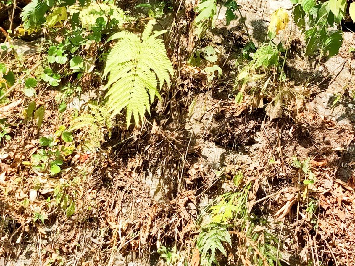 Long fern leaves