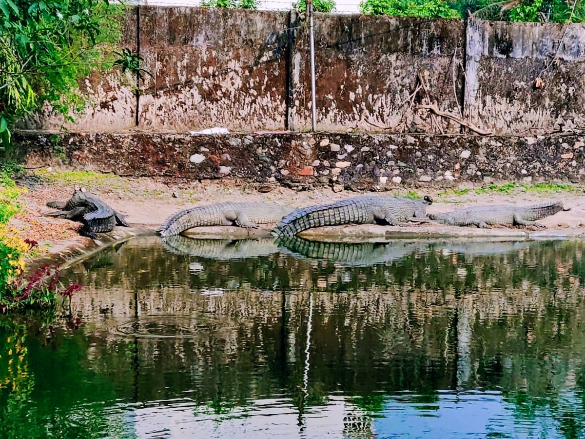 Amo Chuu Crocodile Breeding Centre