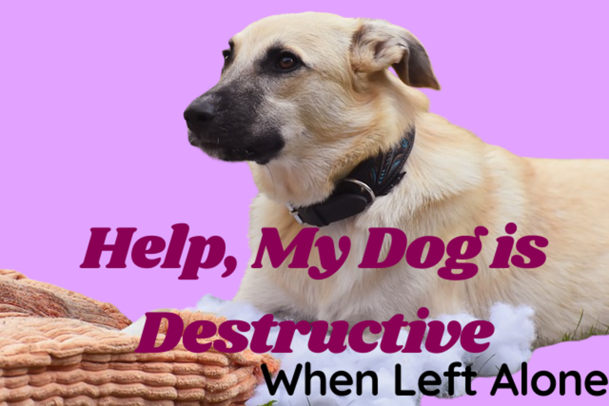 Help, My Dog Destroys Things When Left Alone!