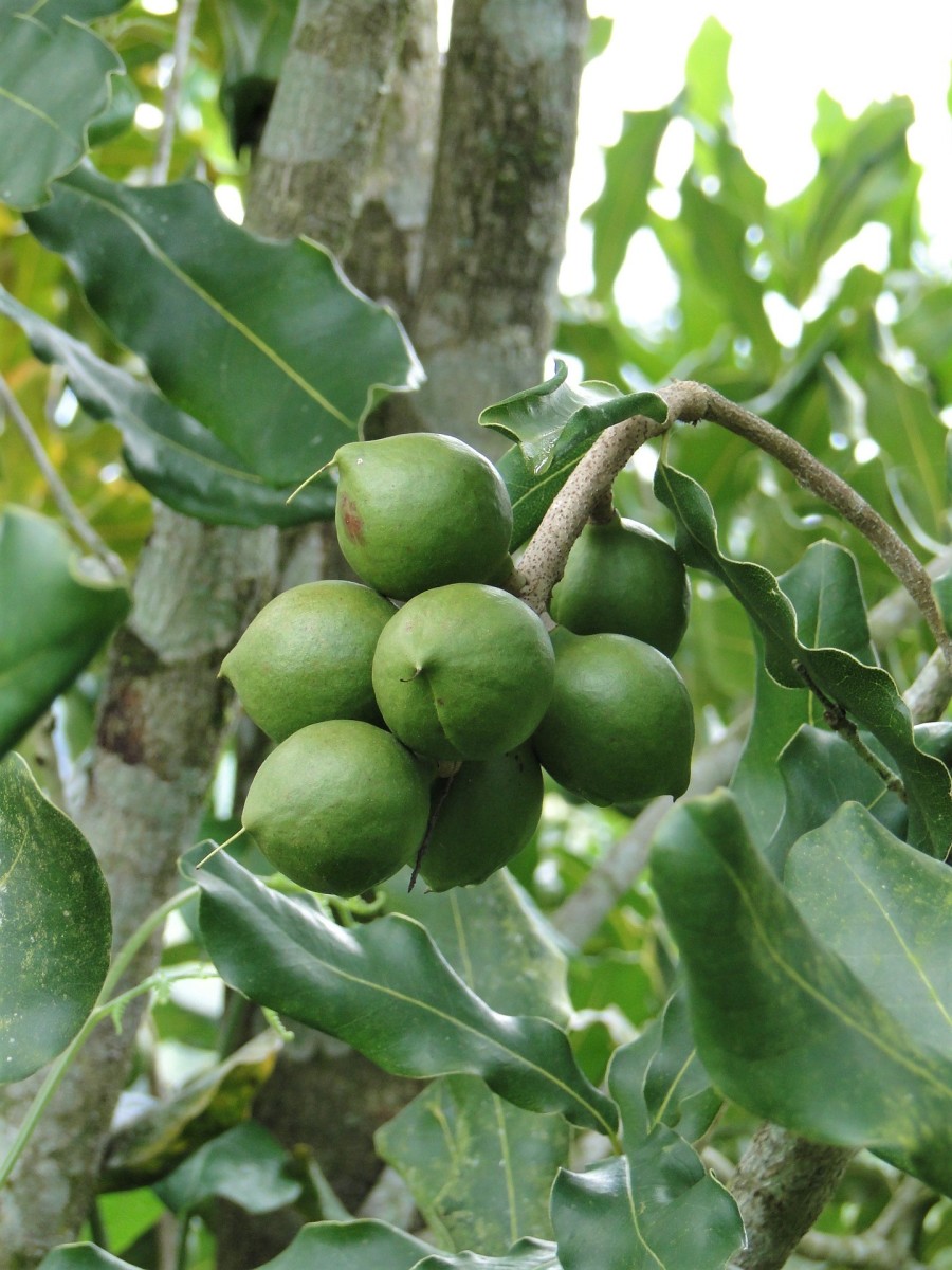 Macadamia tree with unripe nuts