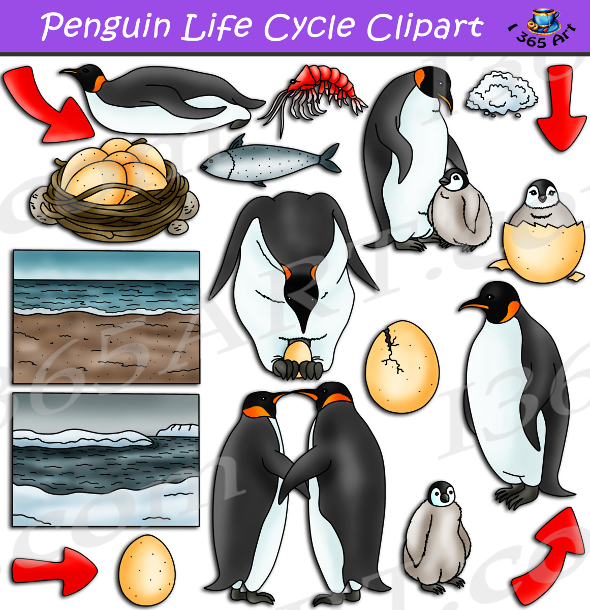 Penguin Life Cycle Clipart Set For Download