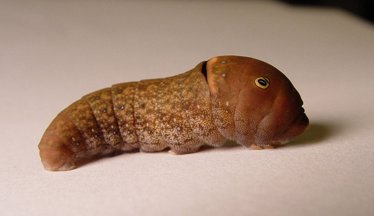 Here is an adult tiger swallowtail caterpillar, brown form.