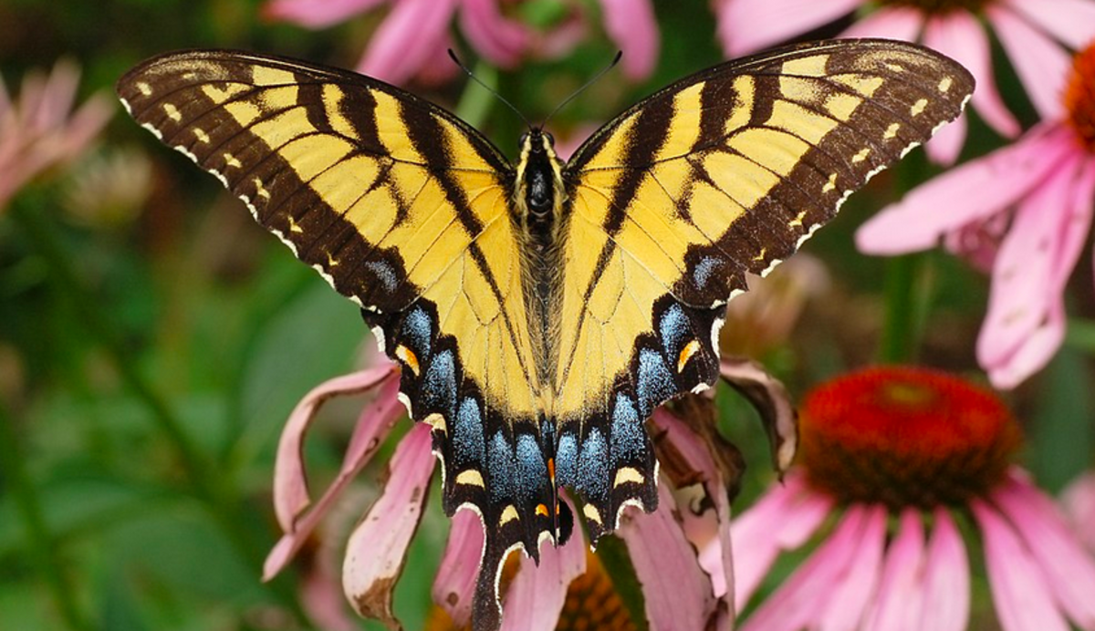 There are very few butterflies in North America that you can confuse with the tiger swallowtail. 