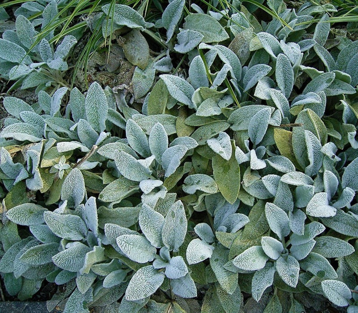How to Grow Lamb's Ear, a DroughtTolerant Plant Dengarden