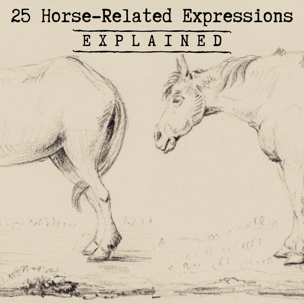 25 Horse Sayings Expressions And Idioms Explained HubPages