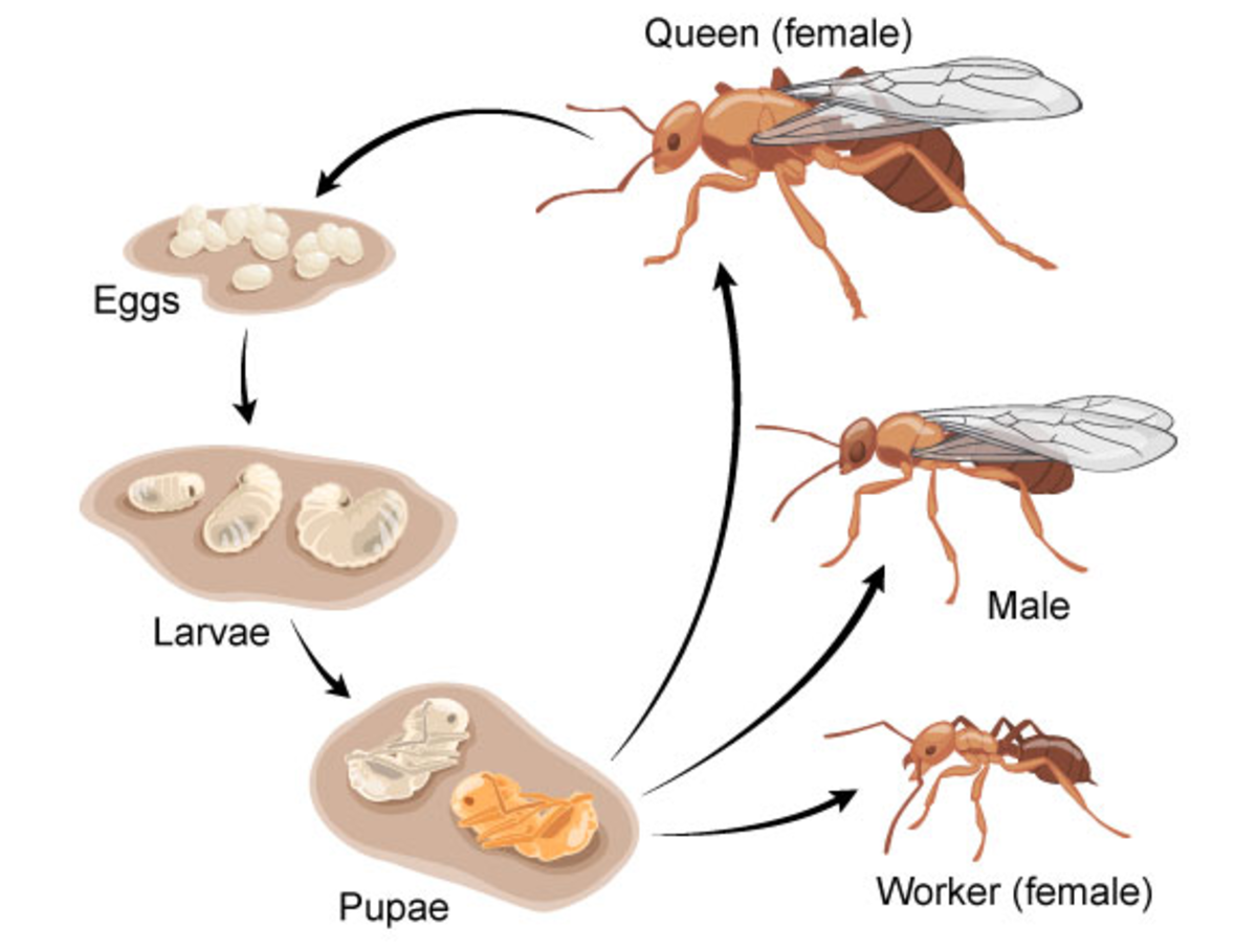 Complete metamorphosis of a typical social wasp species