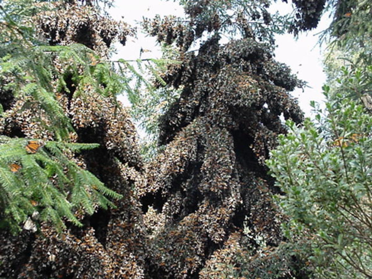 Monarch butterflies in their winter quarters in the mountains near Angangueo, Michoacan, Mexico.