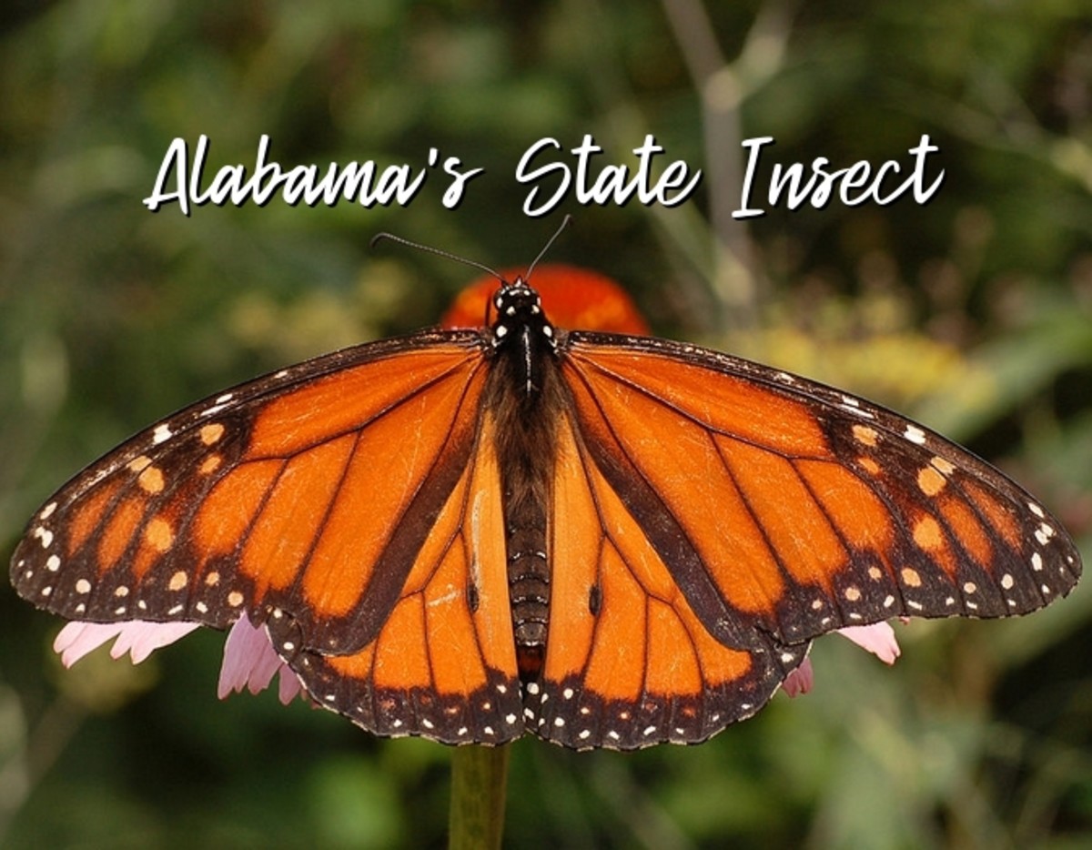 State Insect of Alabama Lesson: The Monarch Butterfly