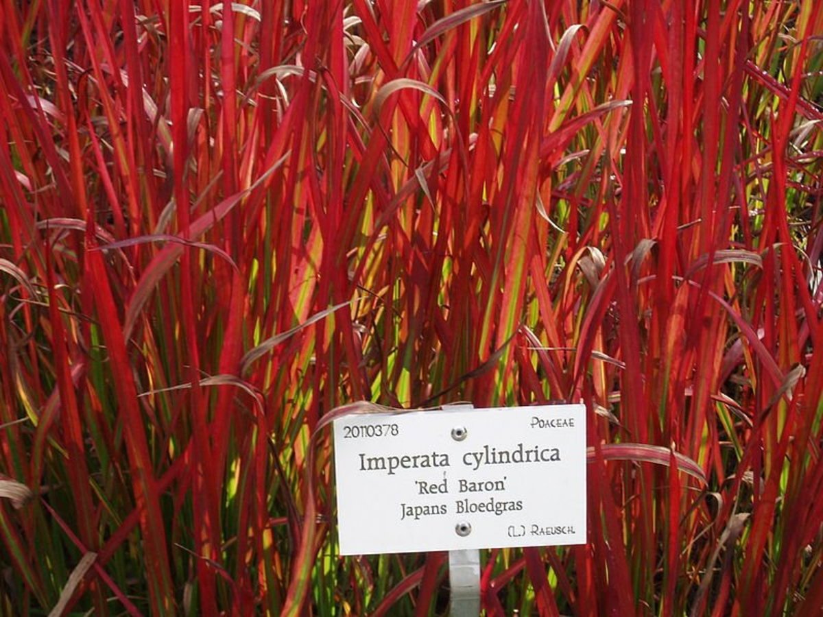 How to Grow Japanese Blood Grass, a Colorful Ornamental Grass - Dengarden
