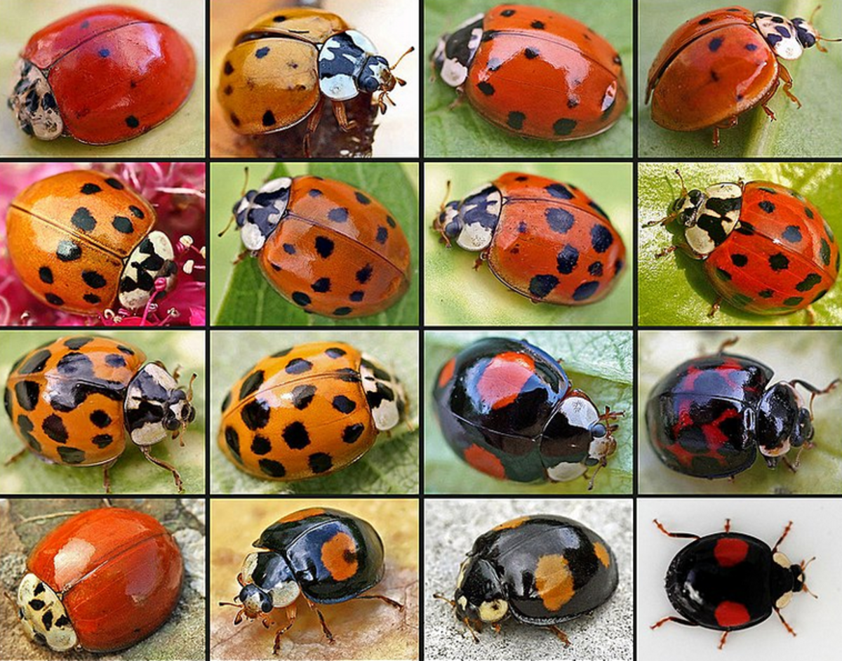 The variety of this beautiful beetle