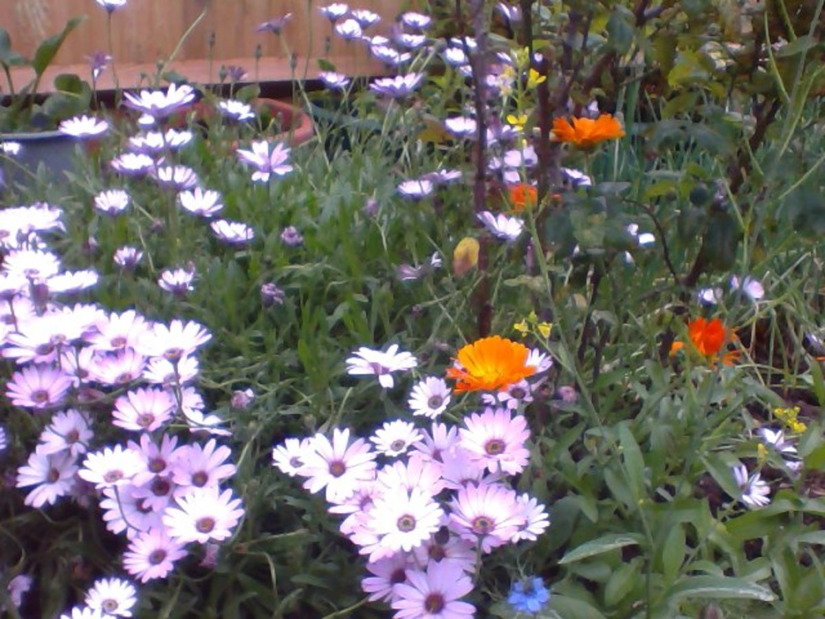 Lovely daisies