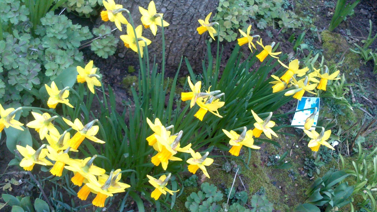 My daffodils