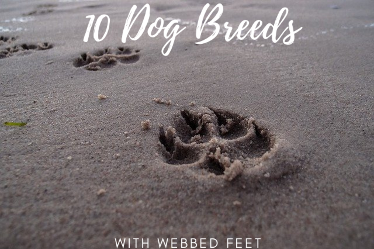 Top 10 What Breeds Of Dogs Have Webbed Feet You Need To Know