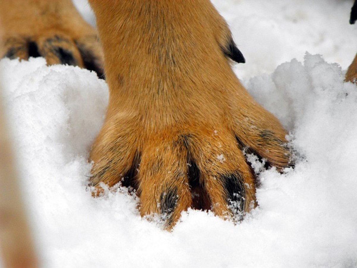 do terriers have webbed feet