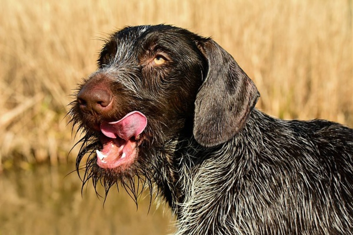 German wirehaired pointers have webbed feet.