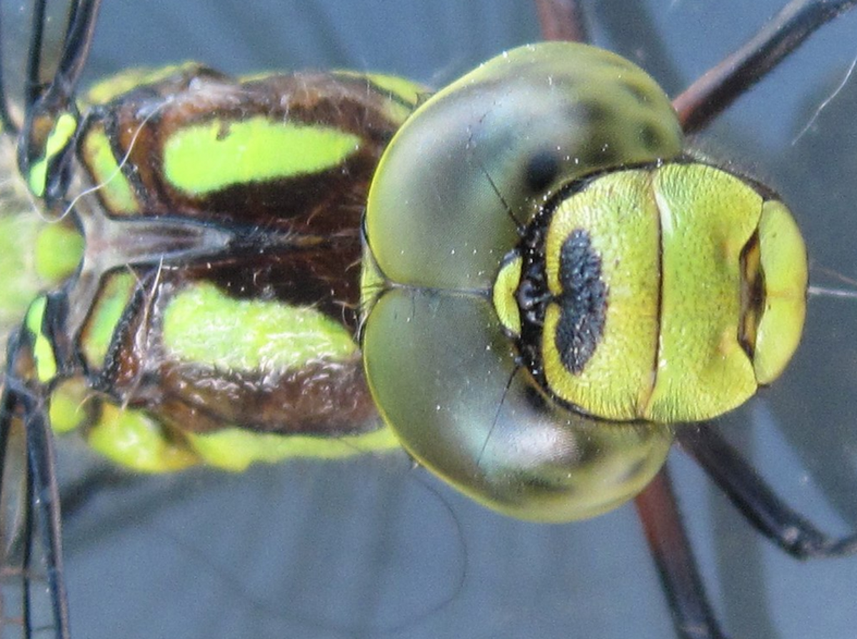 state-insect-of-washington-lesson-the-green-darner-dragonfly-owlcation