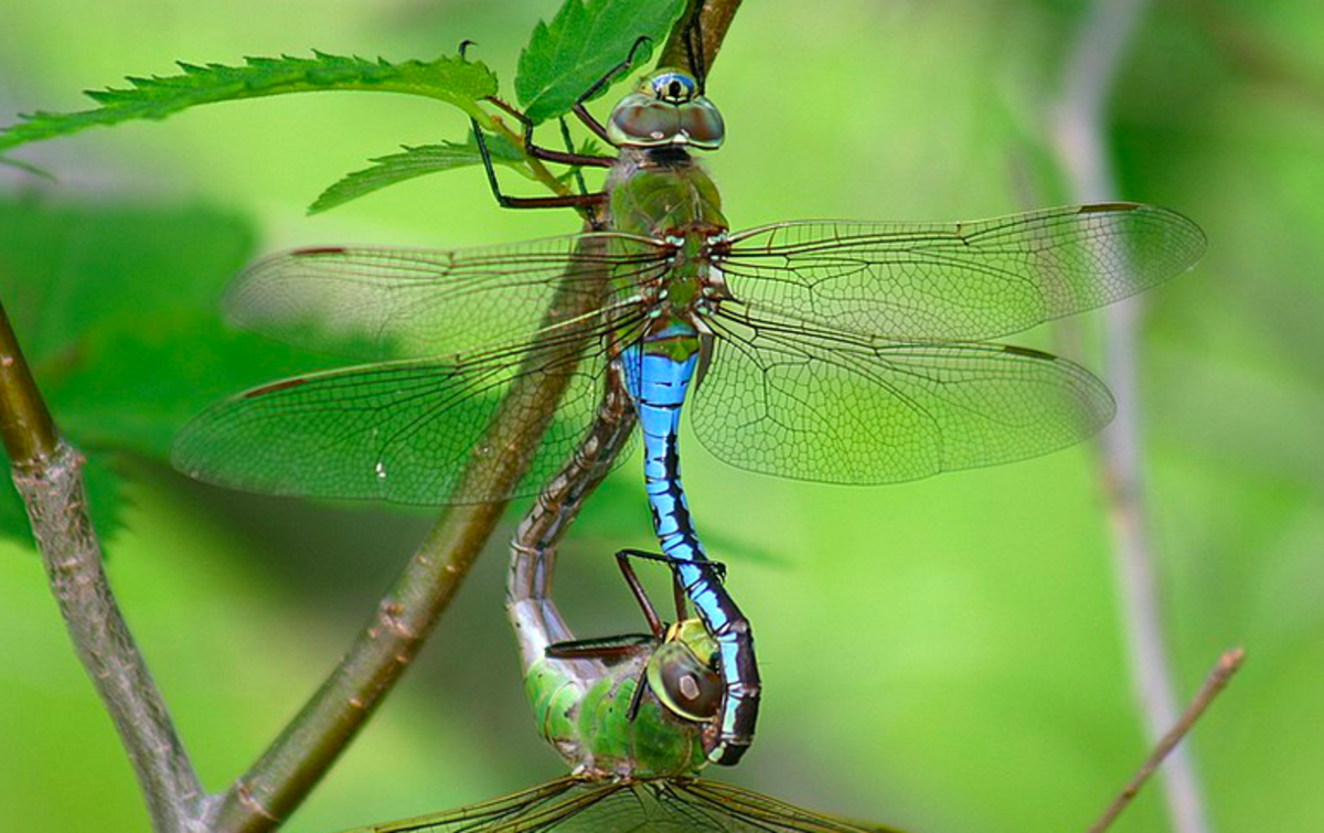 what-is-the-state-insect-of-oklahoma-history-facts-importance