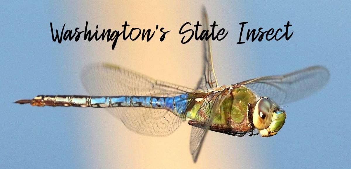 Washington's state insect 