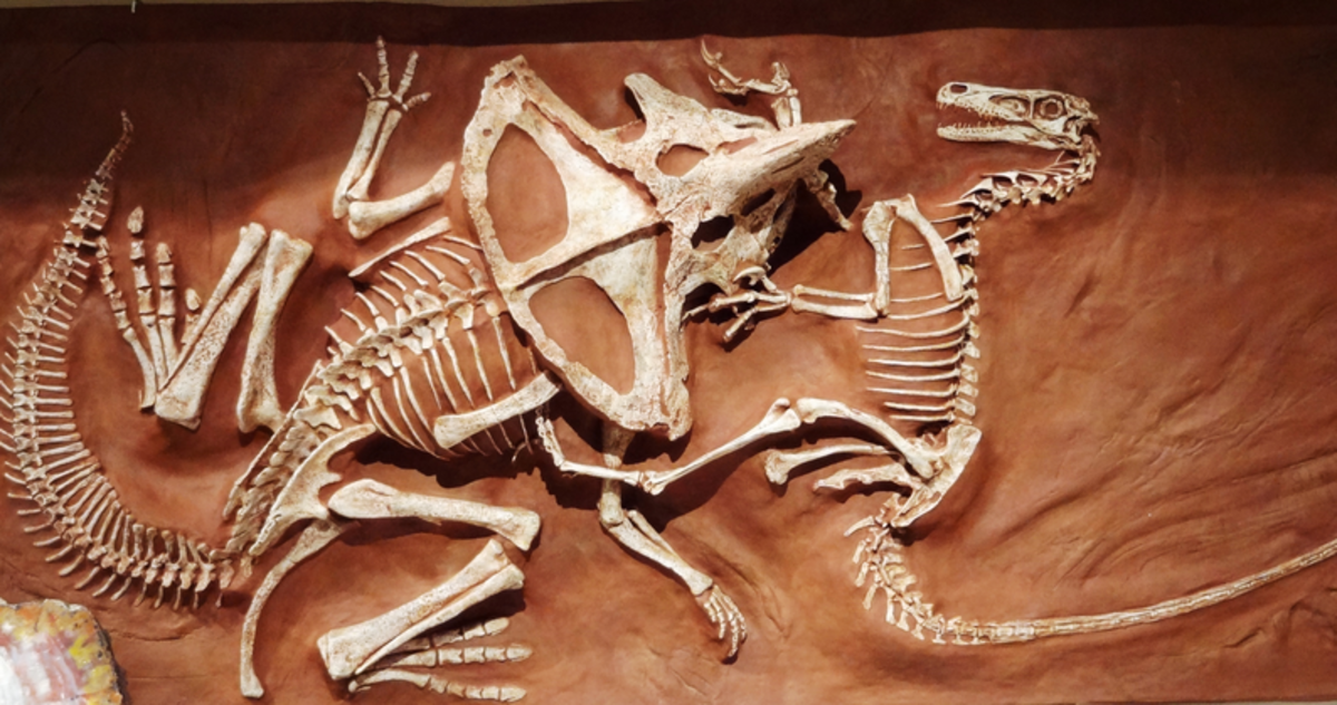 How Raptors Really Used Their Claws - HubPages