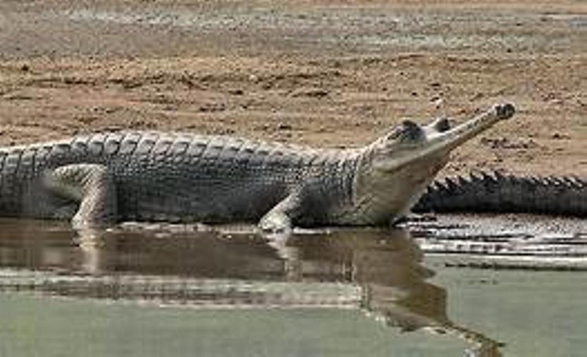 Gharial-Indian crocodile