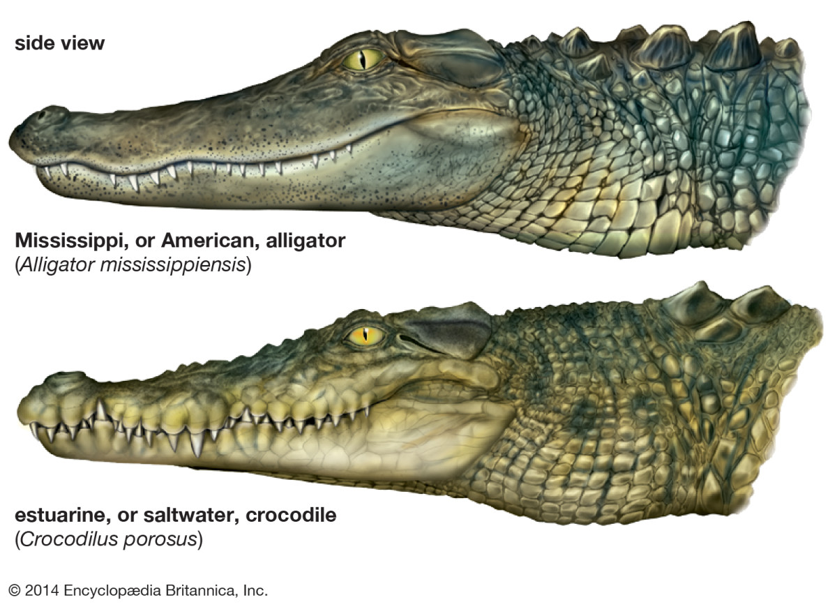 alligators-around-the-world