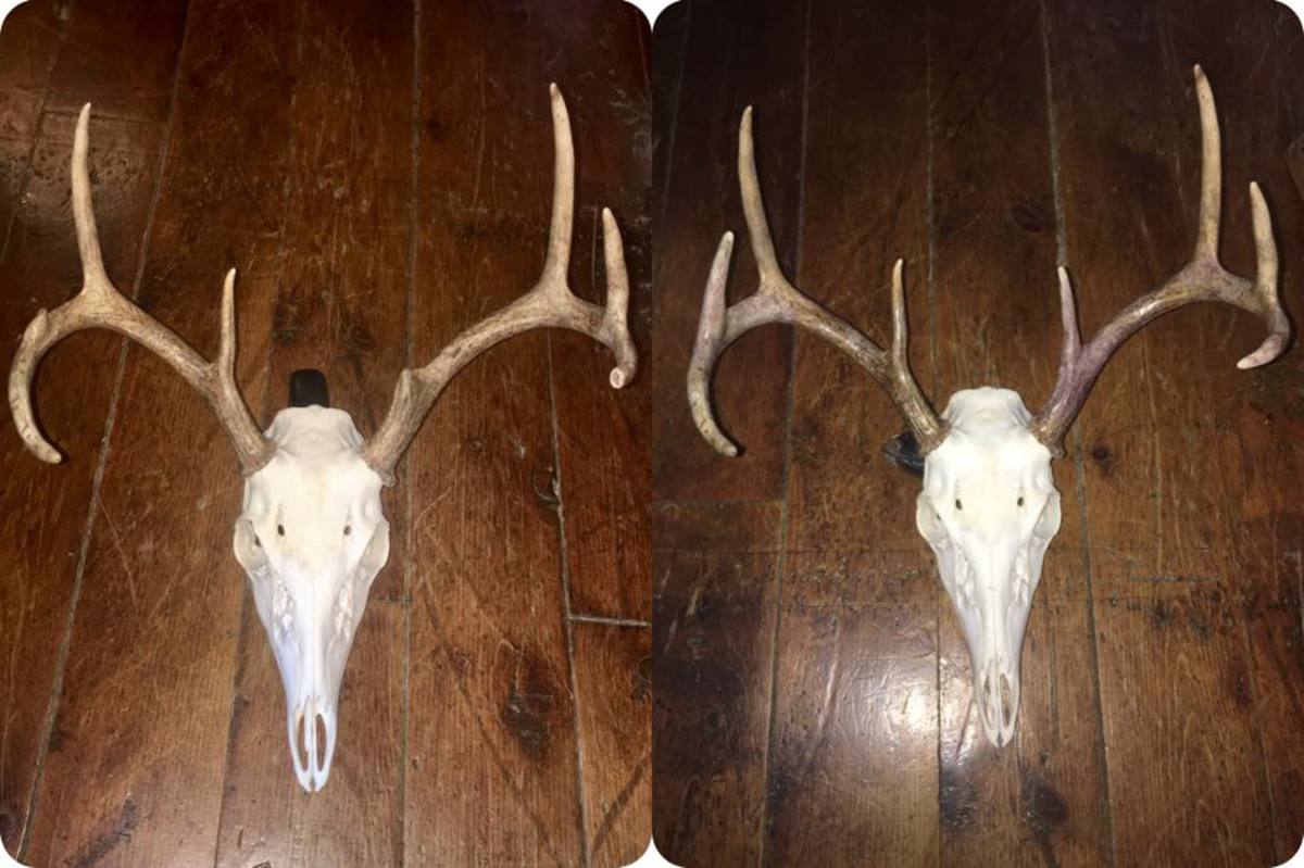 Before and after fixing the broken tines on these antlers. 