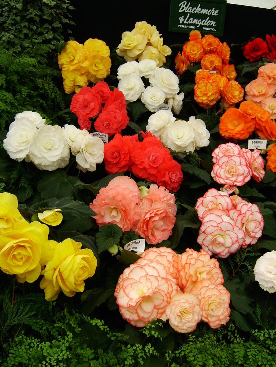 Tuberous begonias are available in many colors.