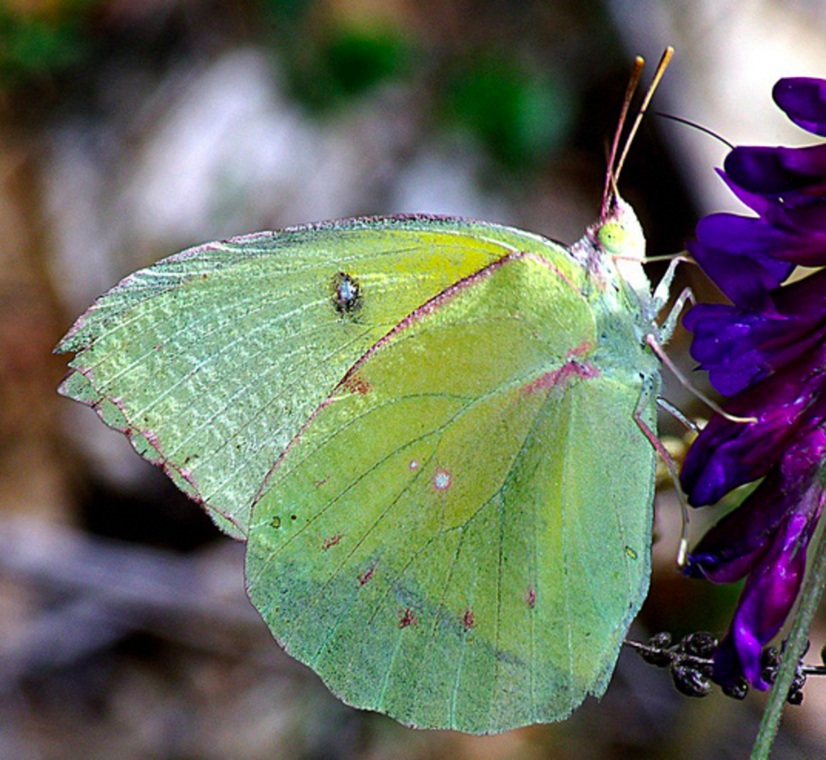 State Insect Of California The California Dogface Butterfly Owlcation