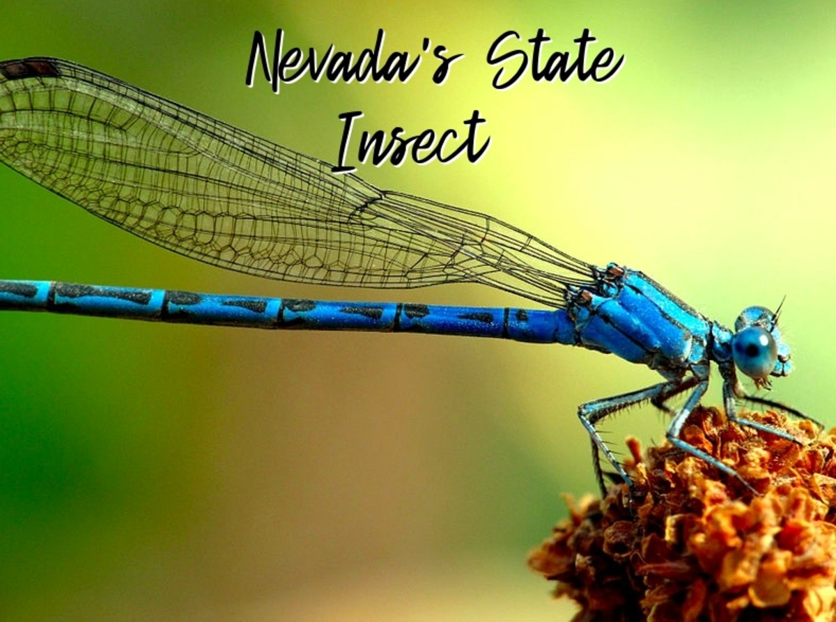 State Insect of Nevada Lesson: The Vivid Dancer Damselfly