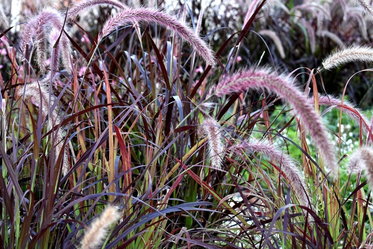 How to Grow Purple Fountain Grass, an Ornamental Grass