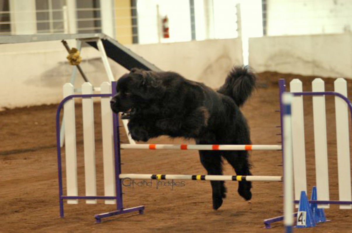 Newfoundland agility store