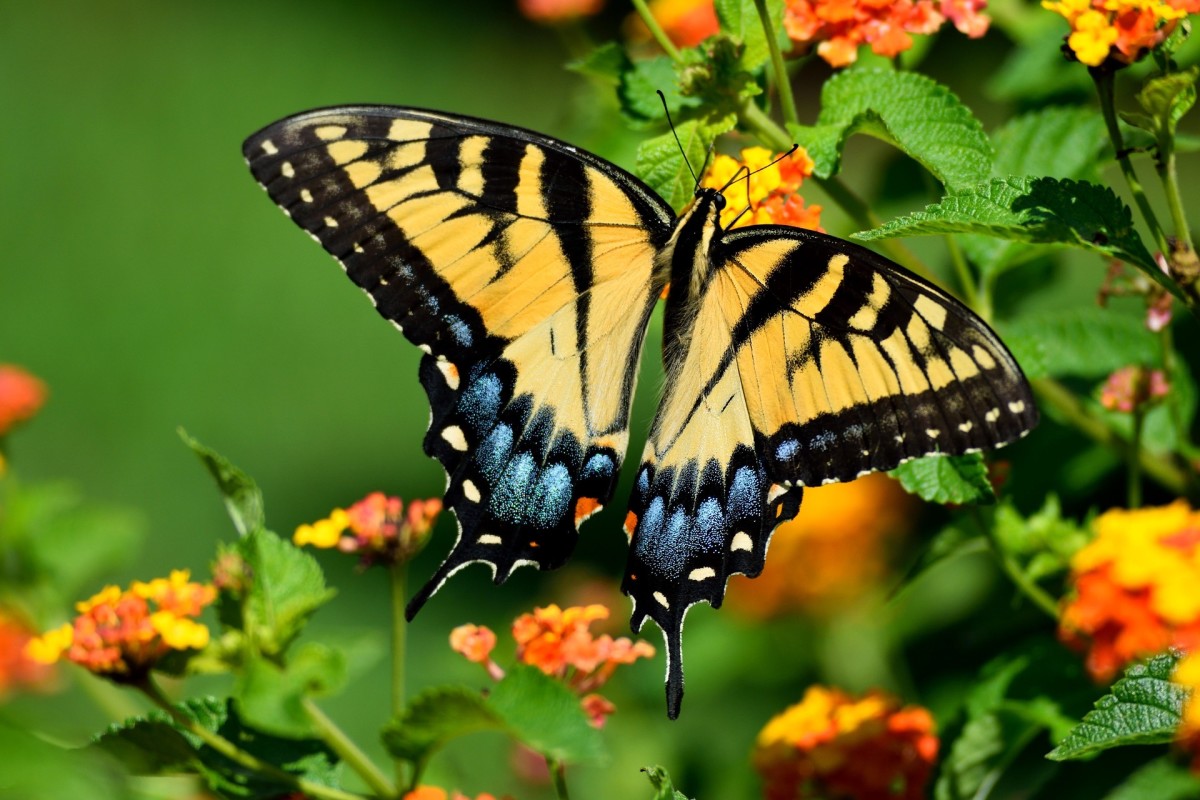 The bright yellow and black tiger stripes are visible from far away, especially in full sunshine.