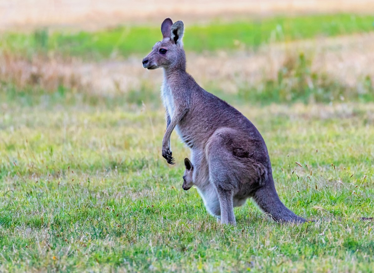 Eastern gray kangaroo and her joey