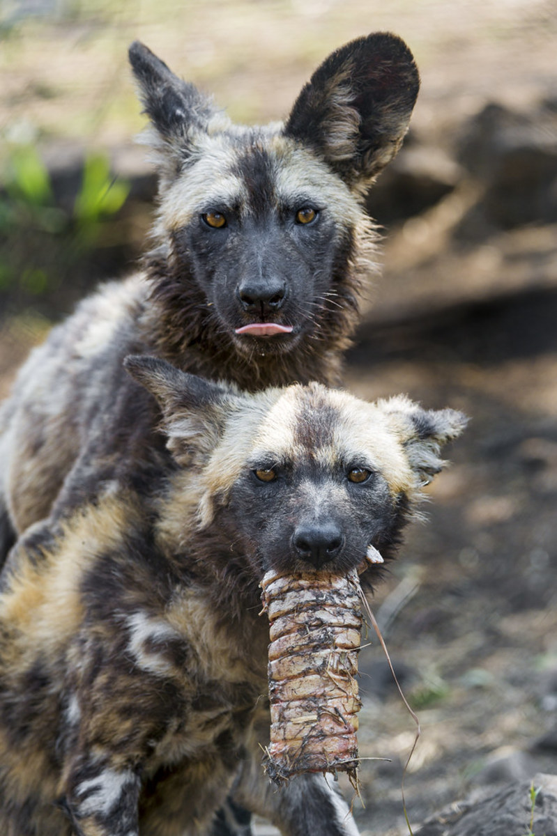 What do wild dogs eat?