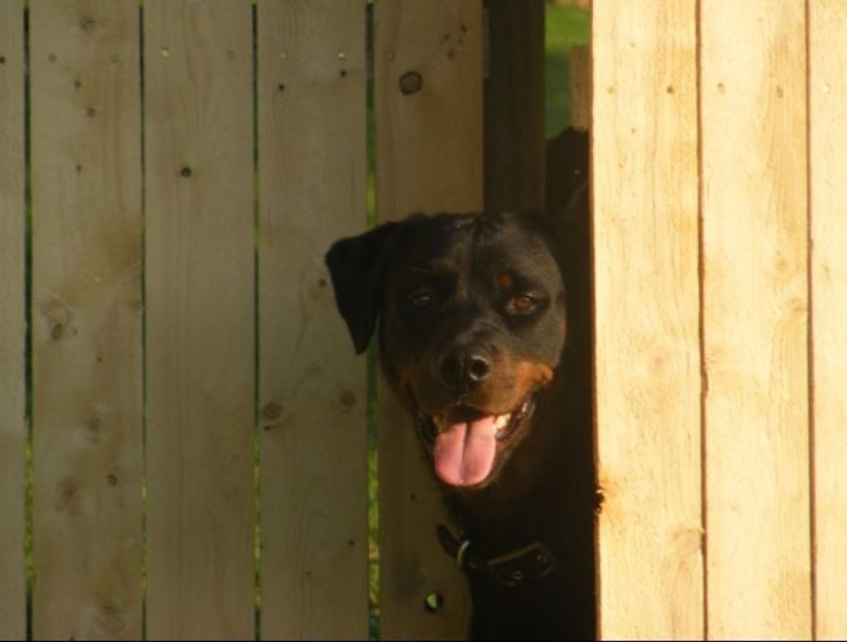 My male Rottweiler "protecting" his home. 
